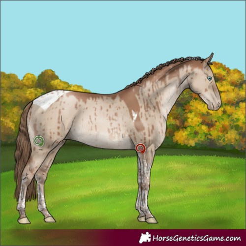 Horse Color:Grullo Pearl Tobiano Brindle 