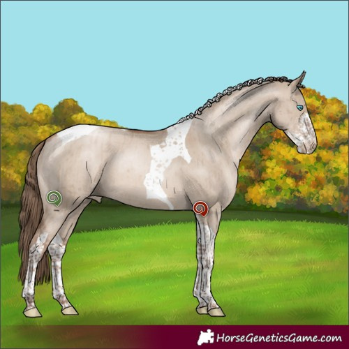 Horse Color:Grullo Pearl Mushroom Sabino Tobiano Brindle