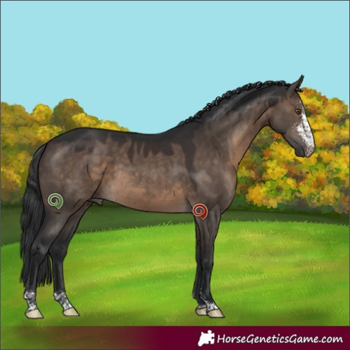 Horse Color:Brown Dun Sabino
