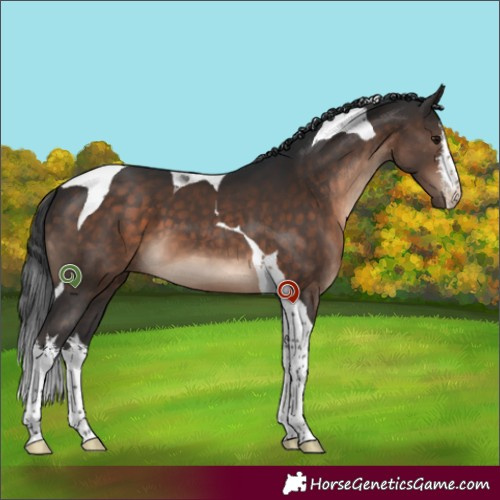 Horse Color:White Spotted Brown Tobiano 