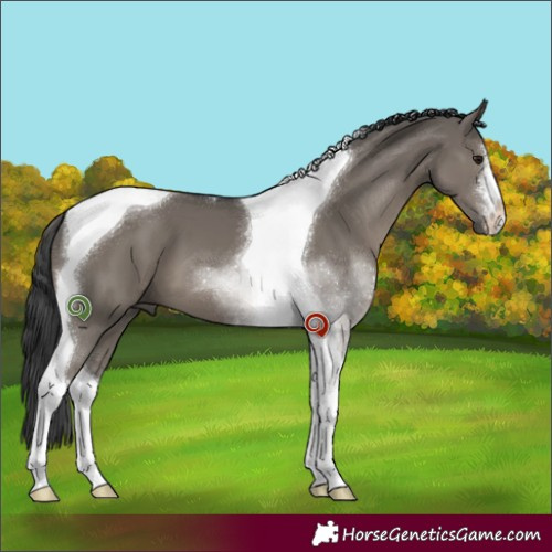 Horse Color:White Spotted Grullo Tobiano
