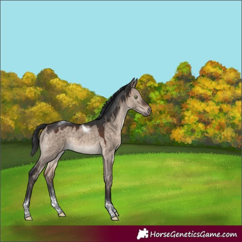 Horse Color:Brown Dun Mushroom Tobiano 