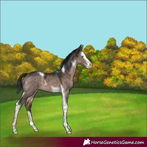 Horse Color:Brown Dun Mushroom Splash Tobiano 