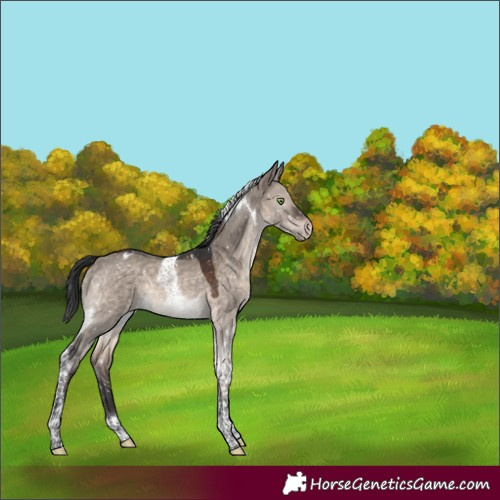 Horse Color:Brown Dun Mushroom Tobiano Appaloosa 