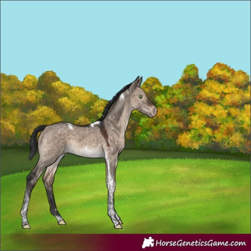 Horse Color:Brown Dun Mushroom Tobiano Appaloosa 