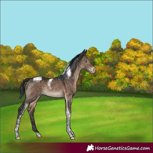 Horse Color:Brown Dun Mushroom Tobiano Appaloosa 