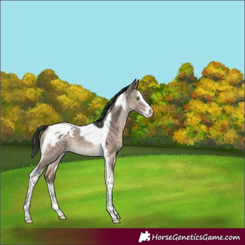 Horse Color:Brown Dun Mushroom Splash Tobiano Appaloosa 