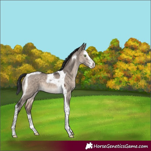 Horse Color:Brown Dun Mushroom Splash Tobiano 