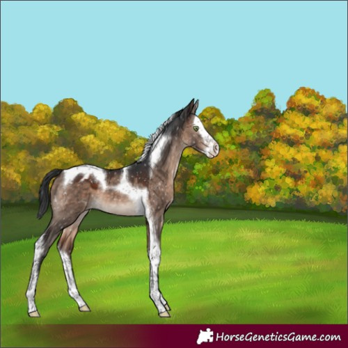 Horse Color:Brown Dun Mushroom Splash Tobiano Blanket 
