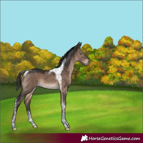 Horse Color:Brown Dun Mushroom Tobiano 