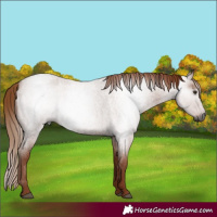 Horse Color:Gray Red Roan