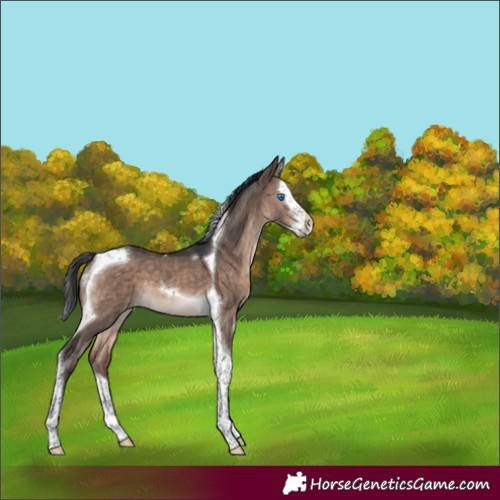 Horse Color:Brown Dun Mushroom Splash Tobiano 