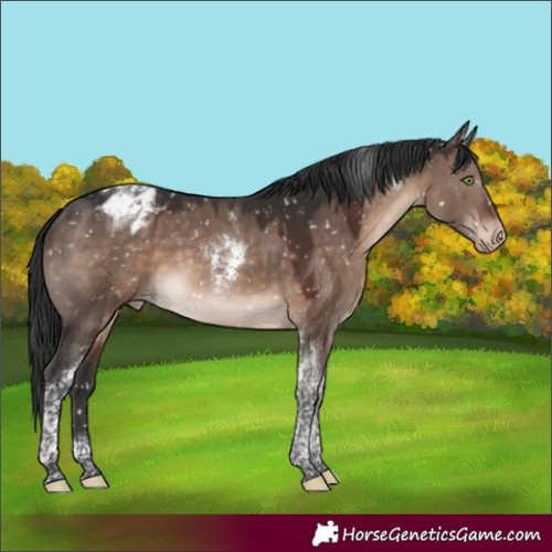Horse Color:Brown Dun Mushroom Tobiano Appaloosa 