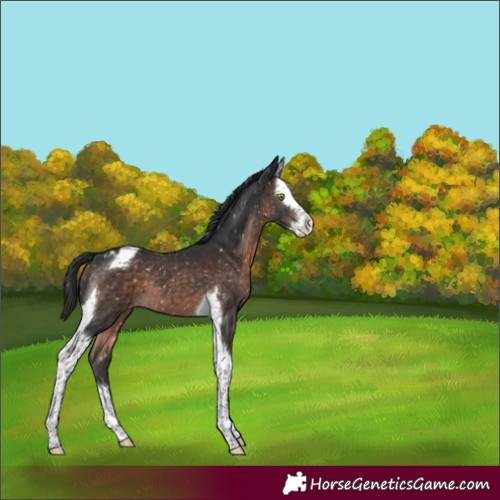 Horse Color:Brown Mushroom Splash Tobiano Appaloosa 