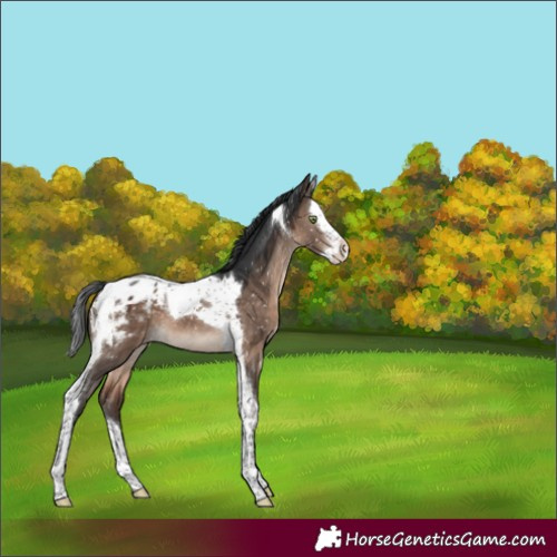 Horse Color:Brown Dun Mushroom Splash Tobiano Appaloosa 