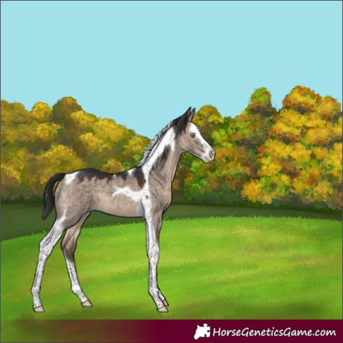 Horse Color:Brown Dun Mushroom Splash Tobiano 