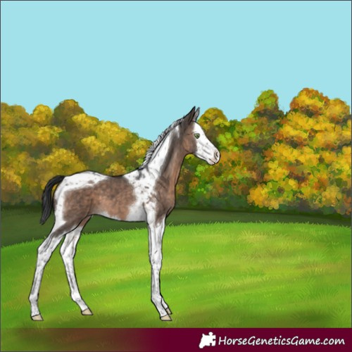 Horse Color:Brown Dun Mushroom Splash Tobiano 