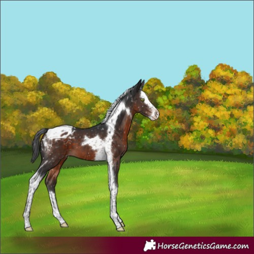 Horse Color:Brown Mushroom Splash Tobiano Appaloosa 