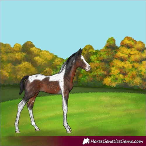 Horse Color:Brown Mushroom Splash Tobiano Appaloosa 