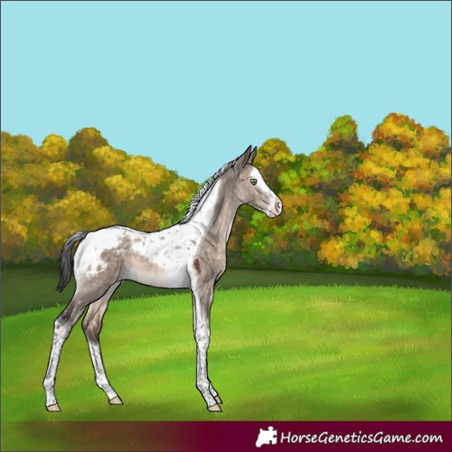 Horse Color:Brown Dun Mushroom Splash Tobiano Appaloosa 
