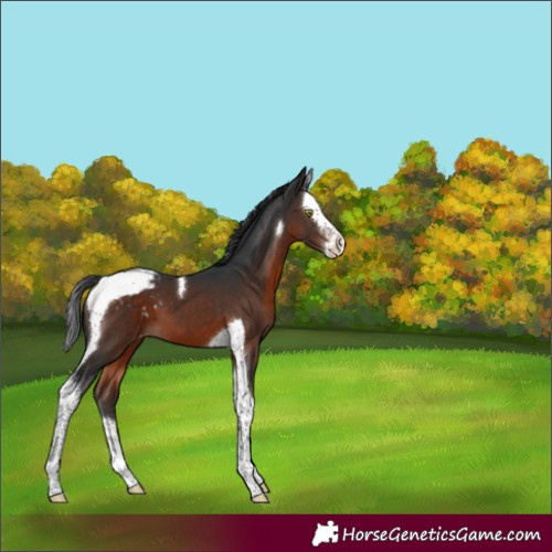 Horse Color:Brown Mushroom Splash Tobiano Appaloosa 