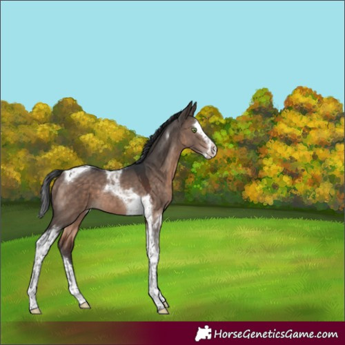 Horse Color:Brown Dun Mushroom Splash Tobiano 