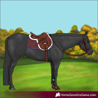 Horse Color:Black 