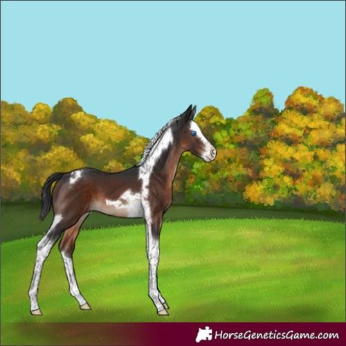 Horse Color:Brown Mushroom Splash Tobiano 