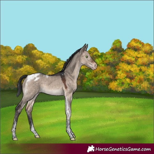 Horse Color:Brown Dun Mushroom Tobiano Blanket 