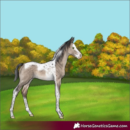 Horse Color:Brown Dun Mushroom Splash Tobiano 