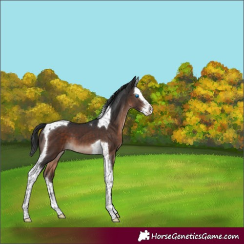 Horse Color:Brown Mushroom Splash Tobiano 