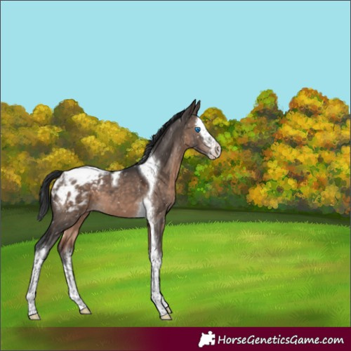 Horse Color:Brown Dun Mushroom Splash Tobiano Appaloosa 