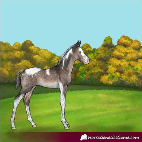 Horse Color:Brown Dun Mushroom Splash Tobiano Appaloosa 