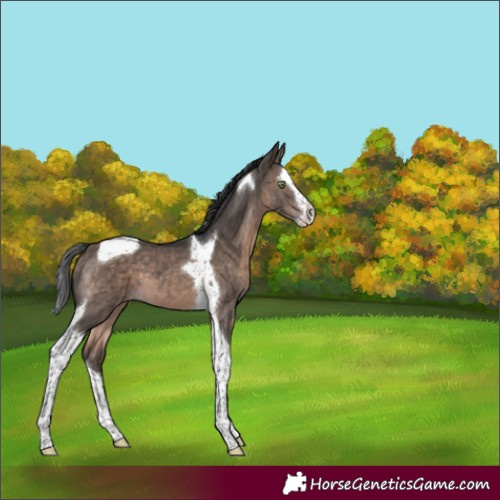 Horse Color:Brown Dun Mushroom Splash Tobiano 