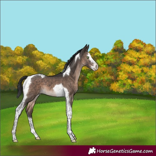 Horse Color:Brown Dun Mushroom Splash Tobiano 