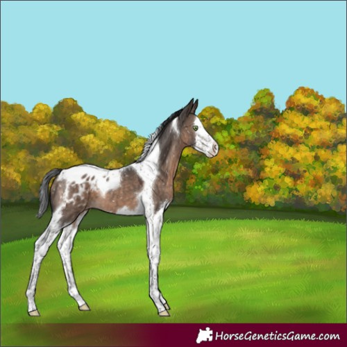 Horse Color:Brown Dun Mushroom Splash Tobiano Appaloosa 