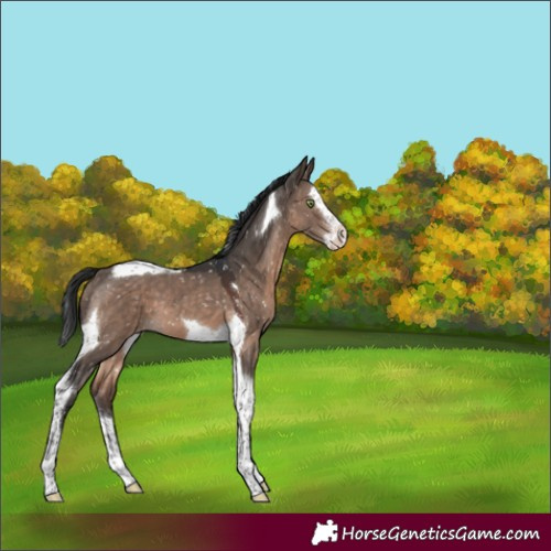 Horse Color:Brown Dun Mushroom Splash Tobiano Appaloosa 