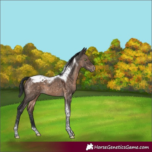 Horse Color:Brown Dun Mushroom Tobiano Appaloosa 