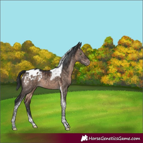 Horse Color:Brown Dun Mushroom Tobiano Appaloosa 