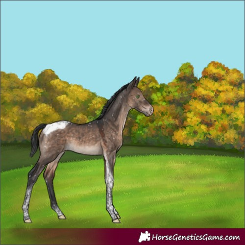 Horse Color:Brown Dun Mushroom Tobiano Appaloosa 