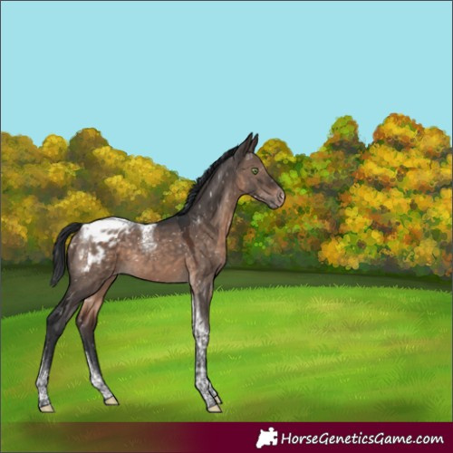 Horse Color:Brown Dun Mushroom Tobiano Appaloosa 