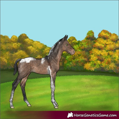 Horse Color:Brown Dun Mushroom Tobiano Appaloosa 