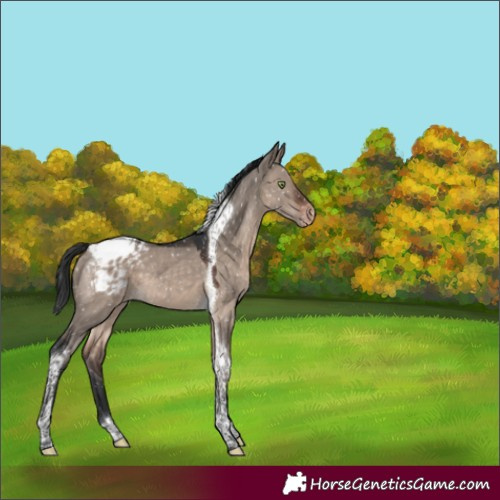 Horse Color:Brown Dun Mushroom Tobiano Appaloosa 
