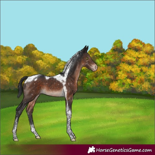 Horse Color:Brown Mushroom Tobiano Appaloosa 