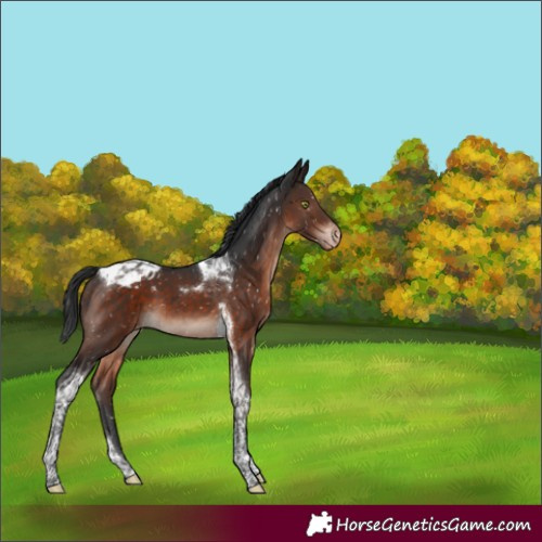 Horse Color:Brown Mushroom Tobiano Appaloosa 
