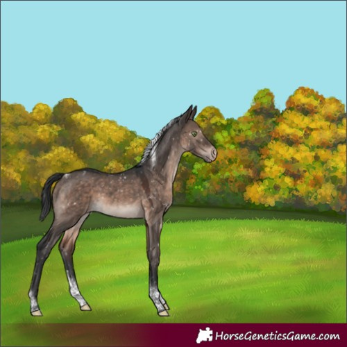 Horse Color:Brown Dun Mushroom Tobiano Appaloosa 