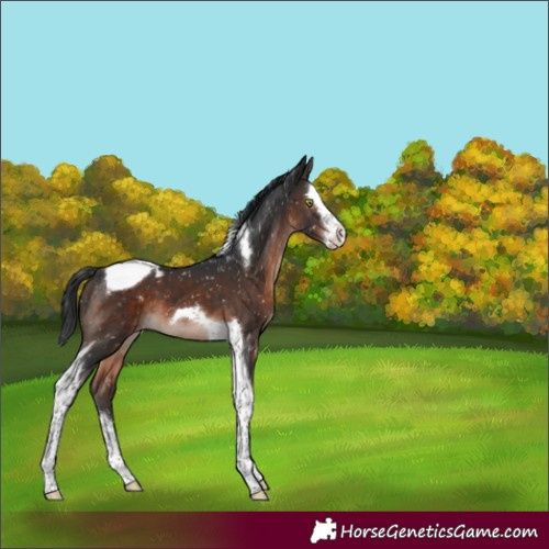 Horse Color:Brown Mushroom Splash Tobiano Appaloosa 