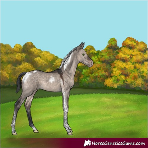 Horse Color:Brown Dun Mushroom Tobiano Appaloosa 