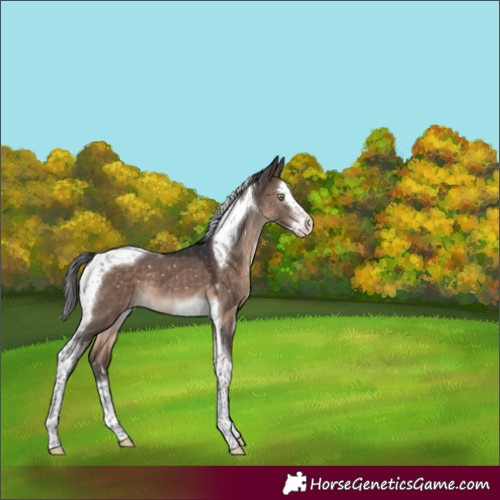 Horse Color:Brown Dun Mushroom Splash Tobiano Appaloosa 
