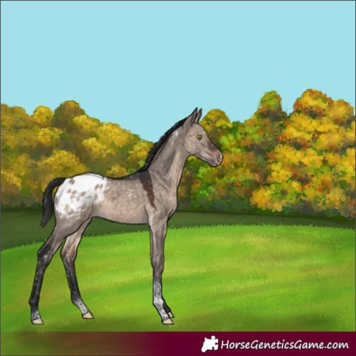 Horse Color:Brown Dun Mushroom Tobiano Appaloosa 